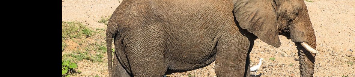7-Day Luxury Kruger Safari South Africa