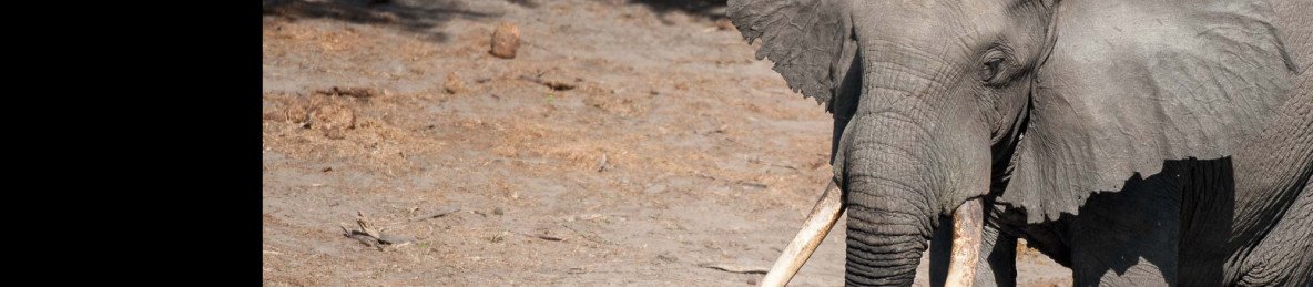 3-Day Authentic Sabi Sands Big Five Safari