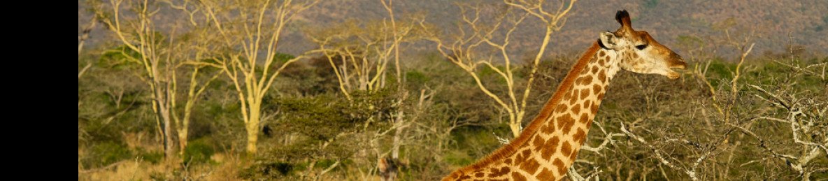 4-Day Timbavati Luxury Fly-in Safari