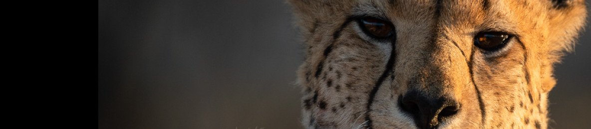 4-Day Big 5 Walking Safari South Africa
