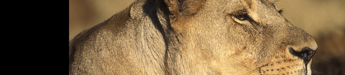 3-Day Sabi Sand or Greater Kruger Lodge Safari