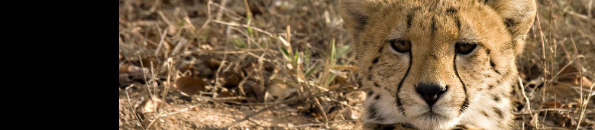 3-Day Kruger National Park Budget Camping Safari