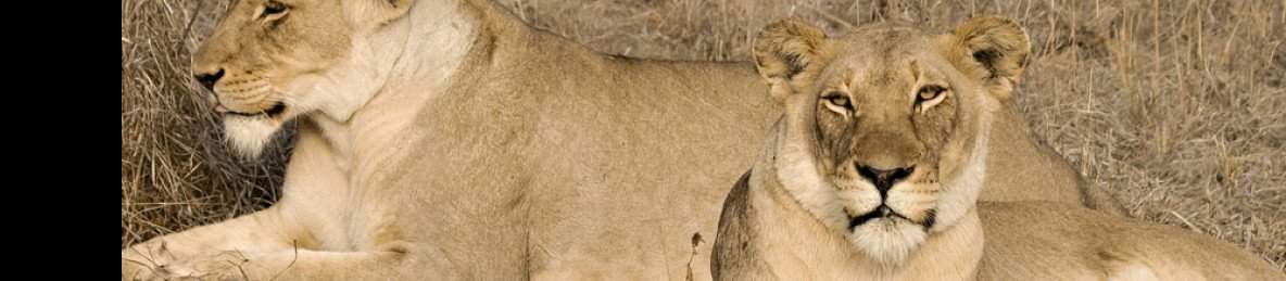½-Day Guided Mid-Morning Safari in Dinokeng Game Drive