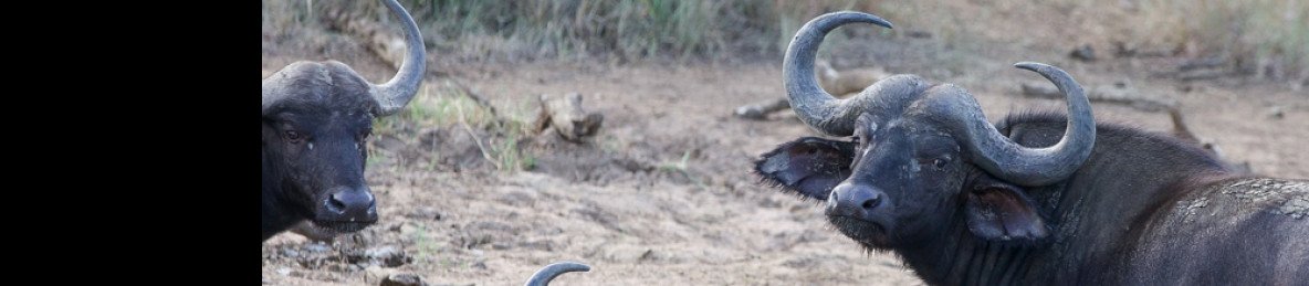 2-Day Greater Kruger Safari – Budget-Friendly Escape