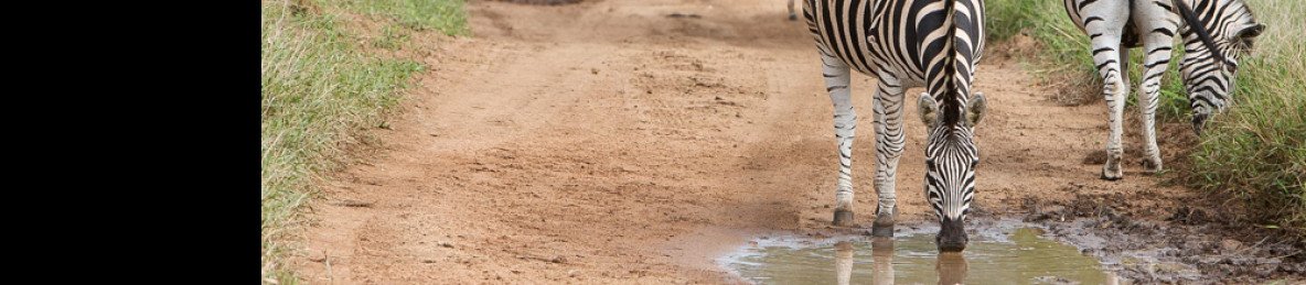 6-Day Midrange Kruger & Panorama Route with Bush Walk
