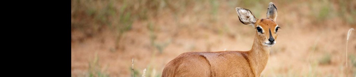 4-Day Eastern Cape Safari with Pumba Msenge Bush Lodge