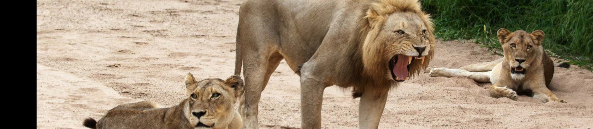 4-Day Kruger Safari from Cape Town
