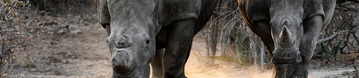 2-Day Inverdoorn Safari – Big Five Cape Town Experience