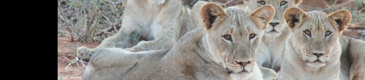 10-Day South Africa Group Tour