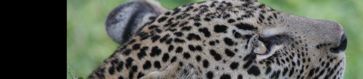 6-Day Luxury Kruger Safari & Panorama Route