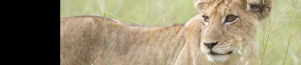 3-Day Sabi Sands Elephant Plains Lodge Safari