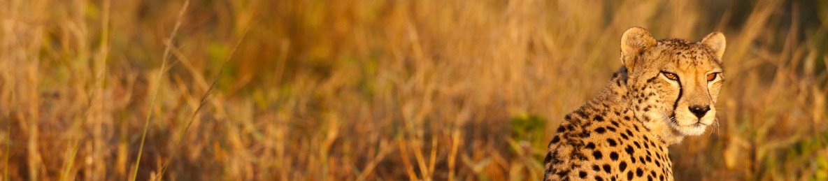 10-Day Affordable Cape Town to Kruger to Johannesburg