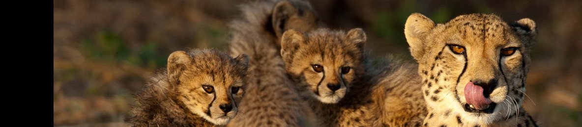 3-Day Kruger Budget Safari