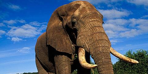 Budget camping Inside Kruger NP – Meals at Own Expense
