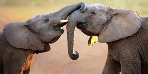 Budget camping Just outside Pilanesberg GR – Lunch & Dinner Included