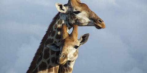 Mid-range camping Just outside Kruger NP – Day 1: Dinner Included – Day 2: Breakfast & Dinner Included