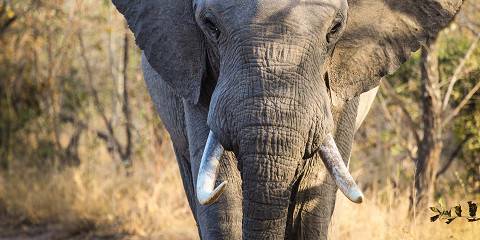 Budget camping Inside Southern Kruger NP – Dinner Included