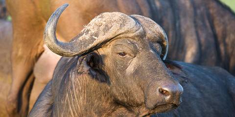 Budget camping Inside Pilanesberg GR – Dinner Included