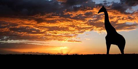 Budget camping Inside Kgalagadi TP – Day 1: Dinner Included – Day 2-4: Breakfast & Dinner Included