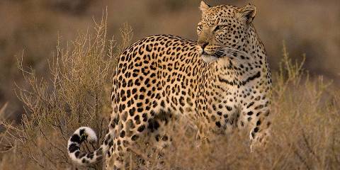Budget camping Inside Okavango Delta – All Meals Included