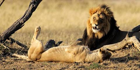 Budget camping Inside Kgalagadi TP – Day 1: Dinner Included – Day 2-4: Breakfast & Dinner Included