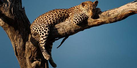 Budget camping Inside Southern Kruger NP – Dinner Included