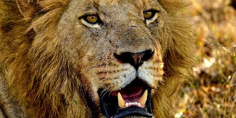 Budget camping Inside Kruger NP – Day 1: Dinner Included – Day 2-4: Breakfast & Dinner Included