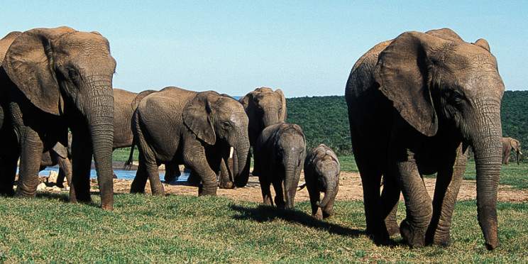 6-Day Kruger and Panorama Family Safari