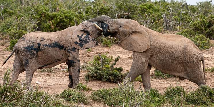 4-Day Budget Kruger Big Five Safari from Johannesburg