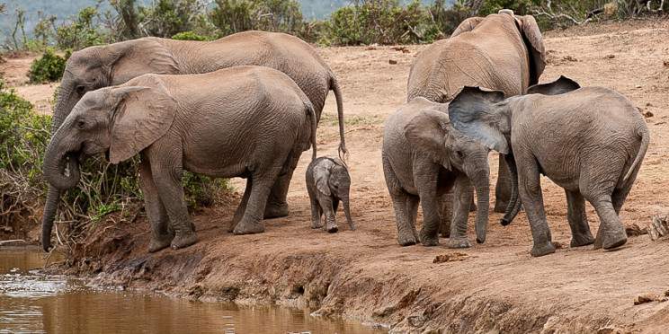 3-Day Kruger Budget Tented Safari