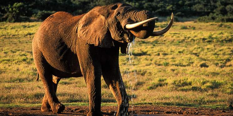 11-Day North to South Private Kruger Camping Safari