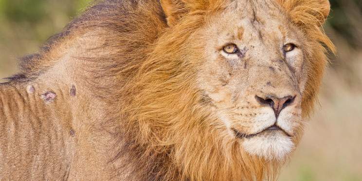 4-Day Sabi Sand Safari with Elephant Plains