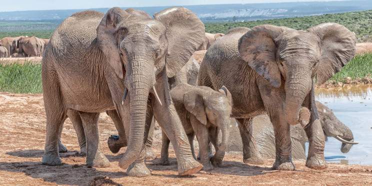 5-Day Mid-Range Garden Route & Addo Group Tour