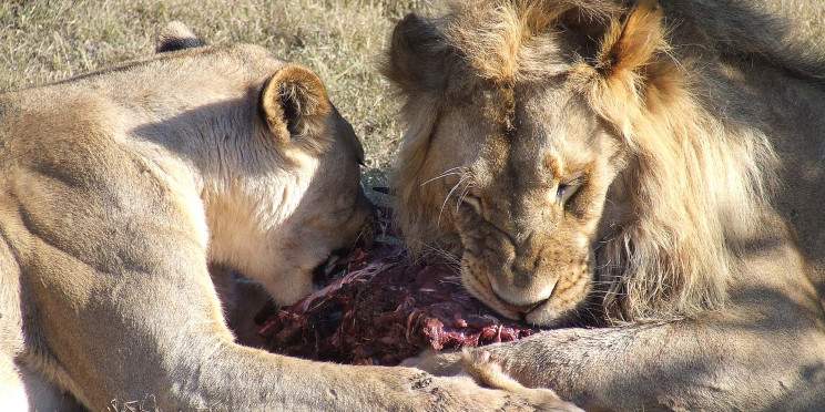 2-Day Kruger Adventure Safari