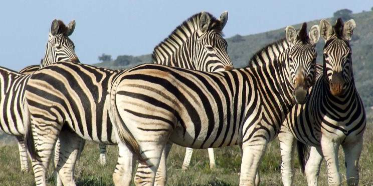 10-Day Self-Drive: Drakensberg, Battlefields and Safari