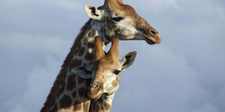 4-Day Wildlife Safari– Kruger & Panorama Route