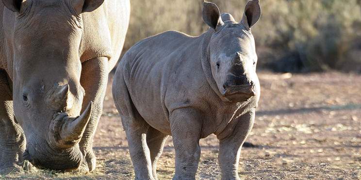 5-Day Luxury Safari in Kruger Park South Africa