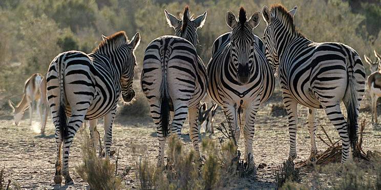 3-Day Cape Town Wildlife Getaway-Big Five Safari