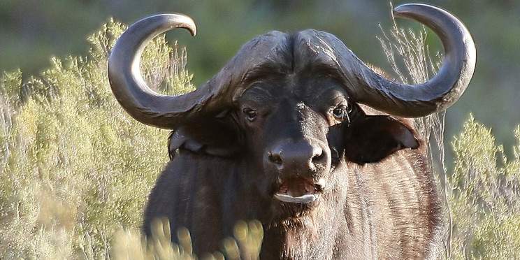 7-Day Luxury Safari (Special), Kruger South Africa