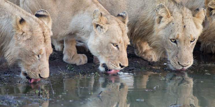 5-Day Luxury Safari Kruger South Africa