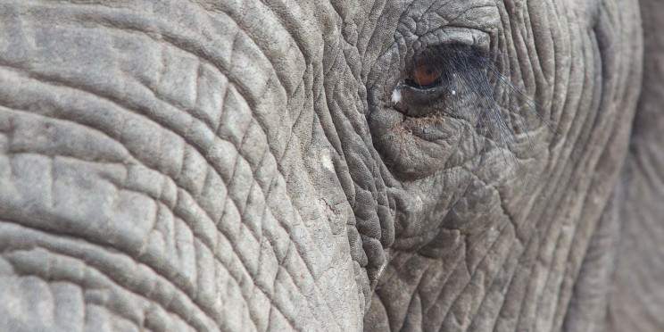 2-Day Pilanesberg Safari and Elephant Experience