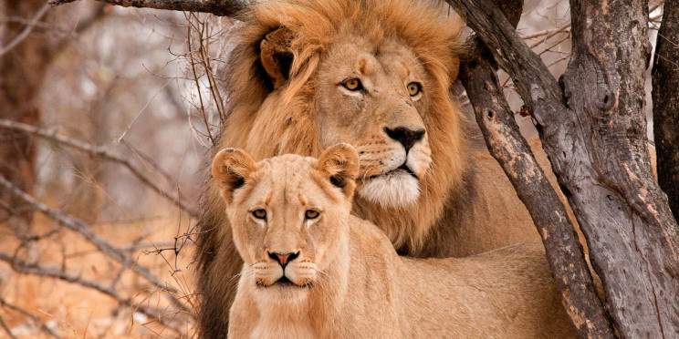 4-Day Kruger, River Under Your Balcony 24/7 & 6 Drives