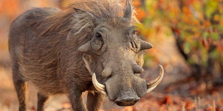 ½-Day Guided Sunrise Game Drive at Dinokeng Game Reserve