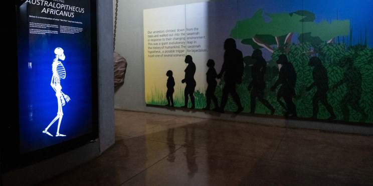 1-Day Cradle of Humankind Tour