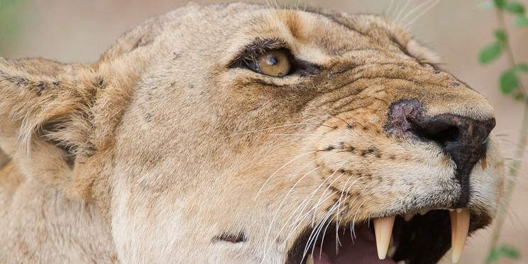 5-Day Kruger and Sabi Sand Rustic Tented Camp Safari