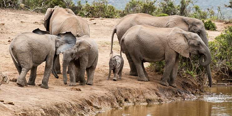 2-Day Luxury Kruger Safari – Big Five Adventure