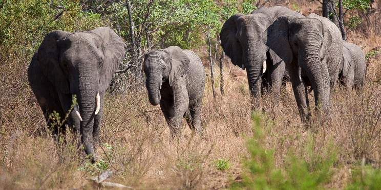 2-Day Kruger Luxury Safari Experience