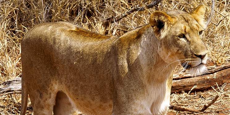 4-Day Entabeni Safari with Lakeside Lodge