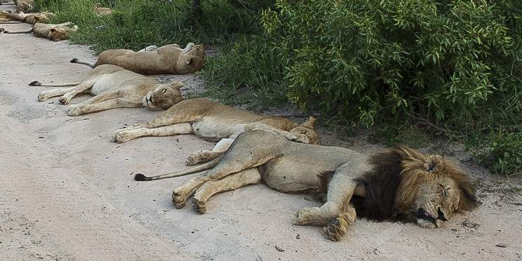 4-Day Eco Lodge Kruger Safari