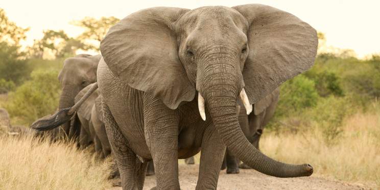 3-Day Greater Kruger - Kwambili Safari Lodge